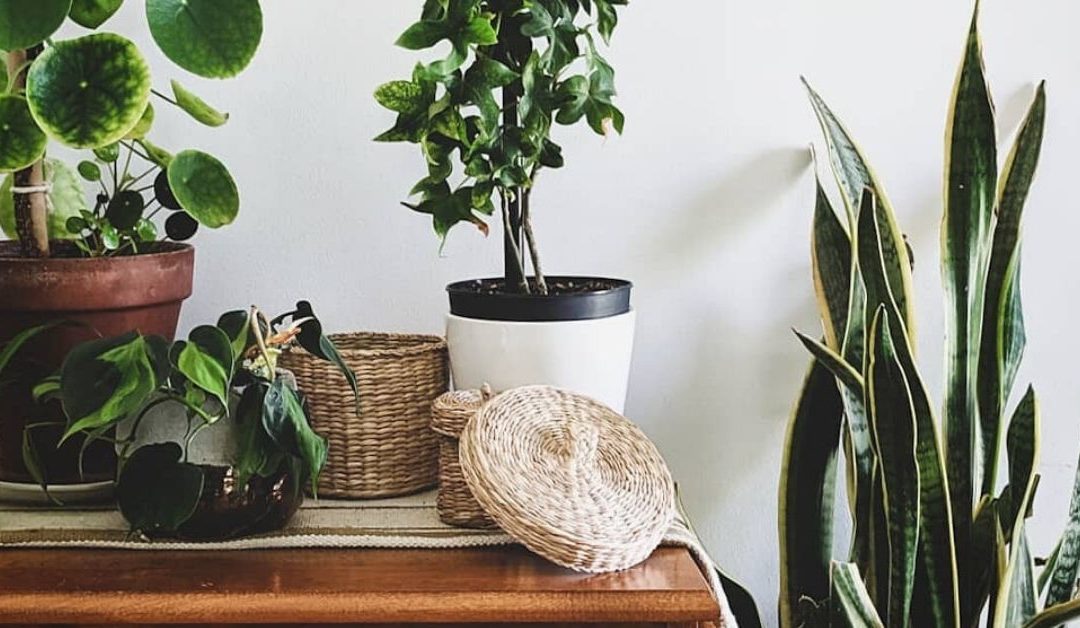 7 Plants for Plant Newbies